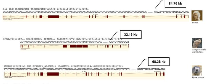 Grafische Darstellung von Genen