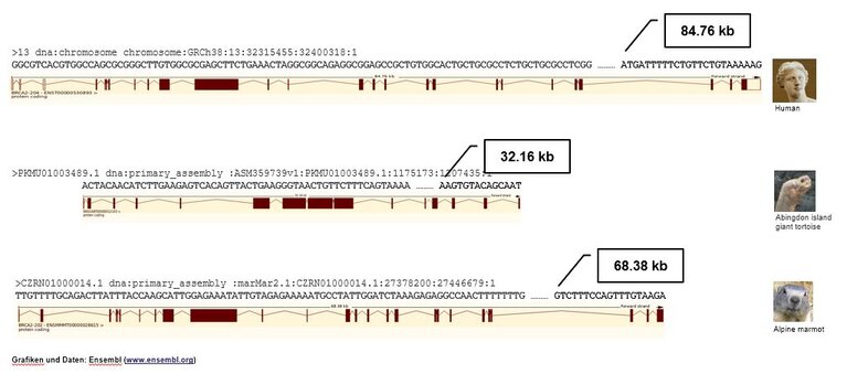 Grafische Darstellung von Genen