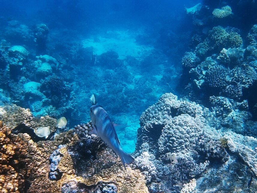 Unterwasserwelt Great Barrier Reef