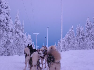 Husky Safari in Lappland