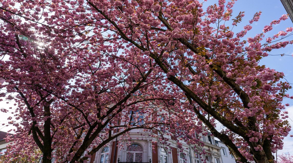 [Translate to English:] Kirschblüten