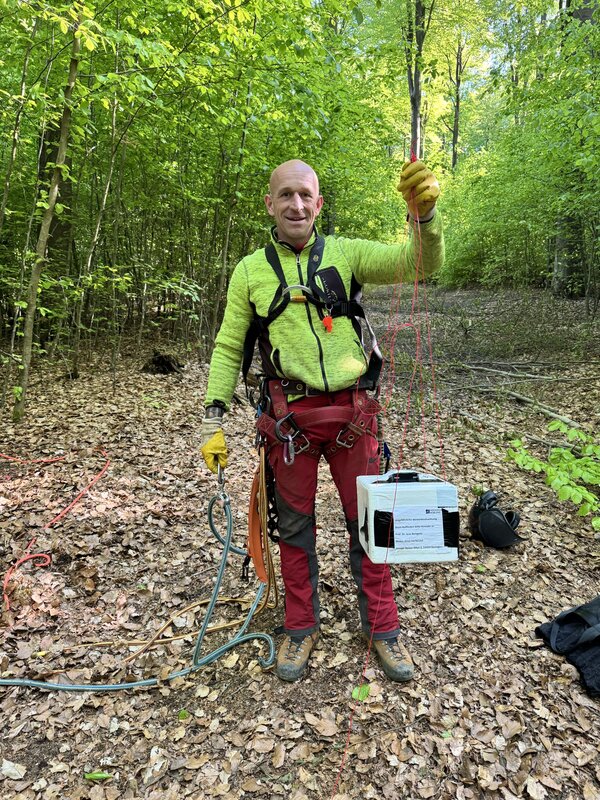 Forstwirt mit Kletterausrüstung am Baum im Wald