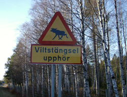 Warnschild Elche überqueren Straße